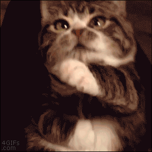 고양이 굽신.gif