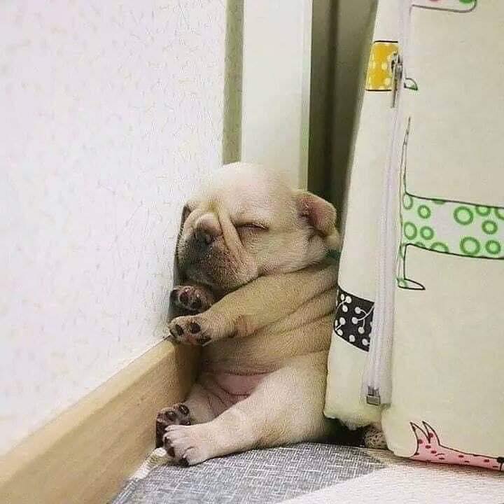 프렌치 불독 3.jpg