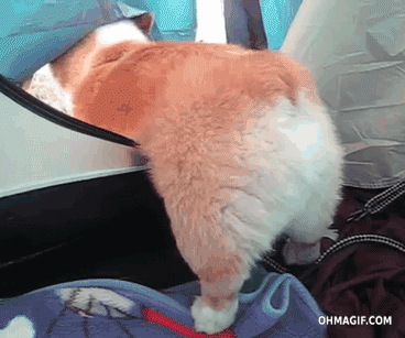 강아지 엉덩이.gif