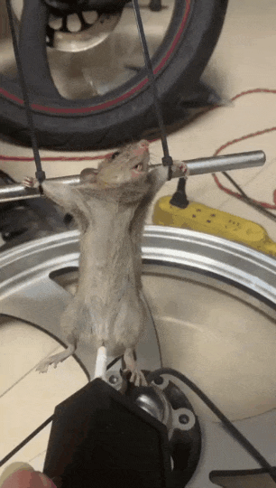 175f543ab665280c7.gif