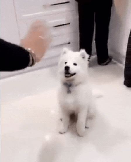 i13682542192.gif