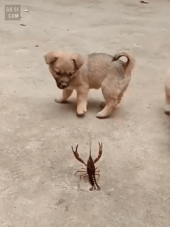 20191228180610_370fb9193355339e5488de165a26fd8f_punw.gif