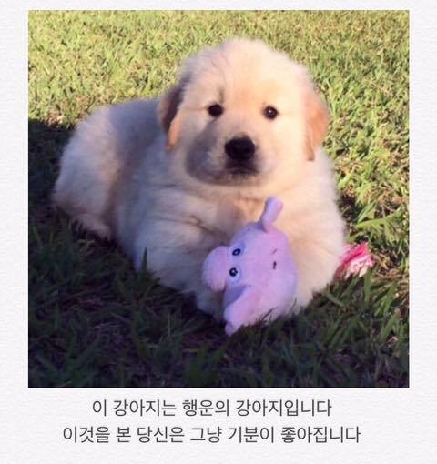행운의 댕댕이.jpg