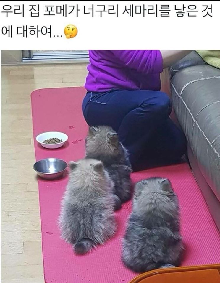 포메 너구리.jpg