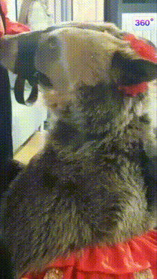 1577885970.gif
