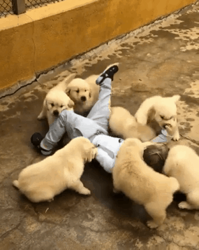 댕댕이.gif