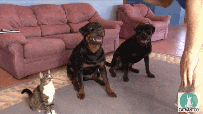 1541951017.GIF