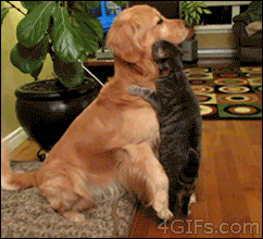 1541950518.GIF