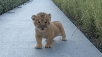 1623025226.gif