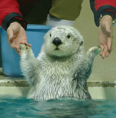 bser-20201123-220709-000-resize.gif