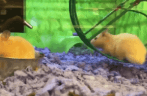 a6577e1e0b79eed68a1e9cc10388afe5.gif