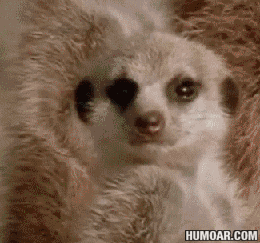 161d317c6b2346e89.gif