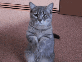 KakaoTalk_20190218_204429755.gif