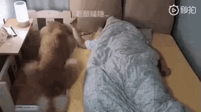 주인이랑 같이 자고 싶은 강아지.gif