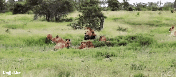 umjjal_kr_003.gif