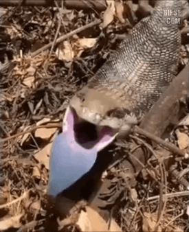 2059fe0634b04179006c631db050a9c82564b75c.gif