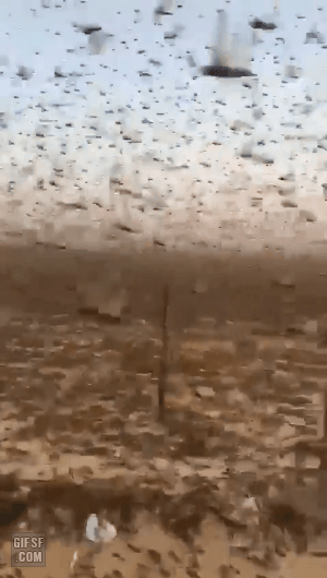 20200321091221_276d9cc39653af9c08ba58c2e572b159_dymx.gif