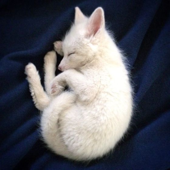 Red Fox Cub Albino.jpg