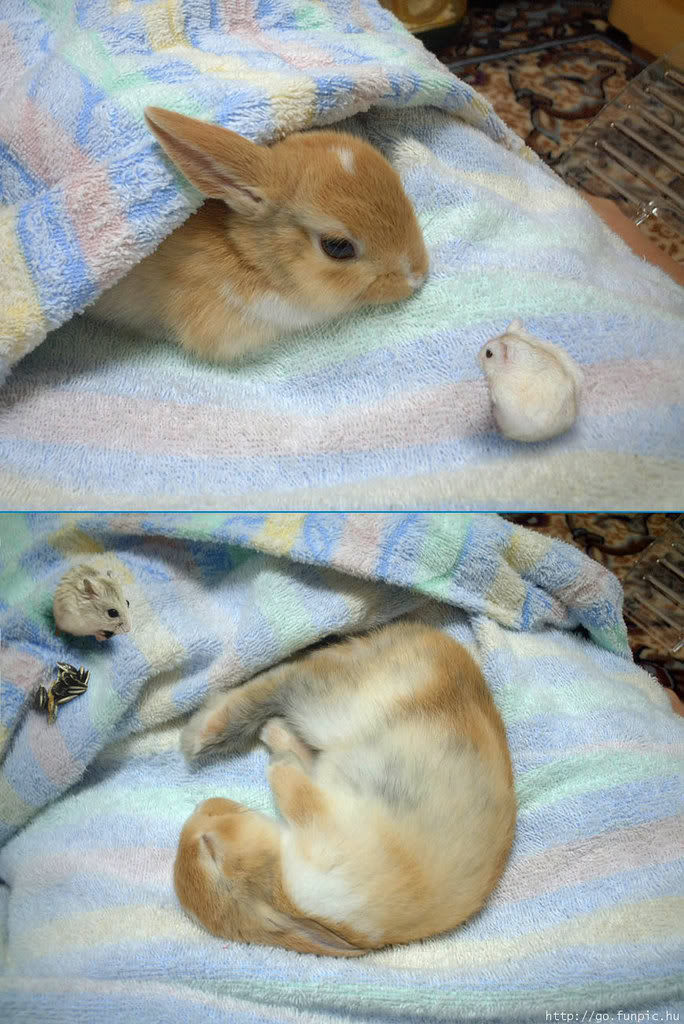Bunny2.jpg
