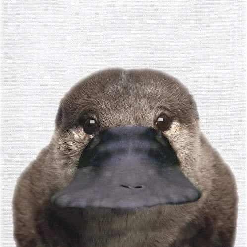오리너구리 셀카.jpg