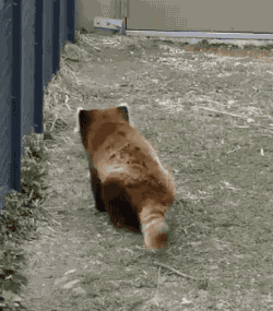 1cd2adc9e57e154e0f894a07192c9a06.gif