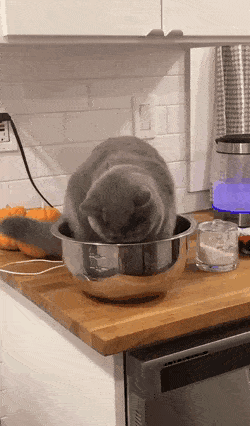 guardiantales-20201118-115435-000.gif