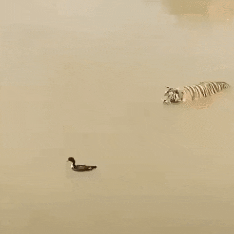 갓랑이.gif