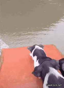 돼지 다이빙.gif
