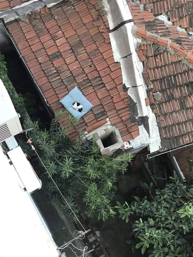 실수로 떨어뜨린 베개.jpg
