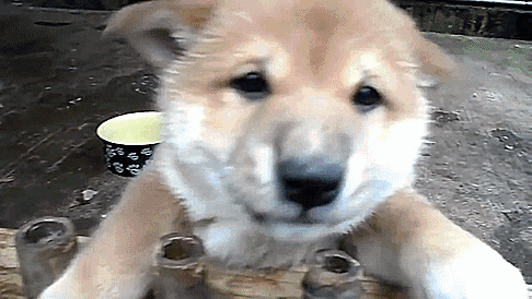 아조씨 이새끼가 더맛나요.gif