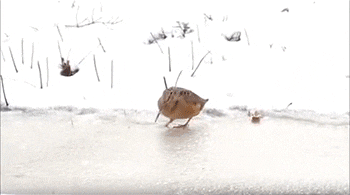 i13673178086.gif