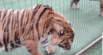 20191225071349_bb0e74807d4931d627b2a8560aa893db_1vme.gif