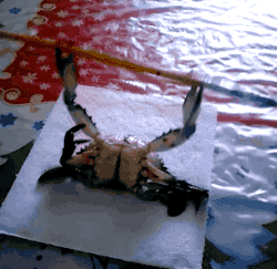 1546750478.gif