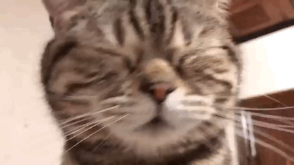 1810___985116399.gif