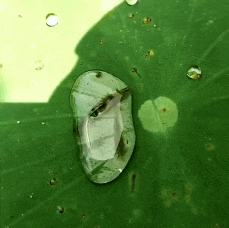 대탈출.gif