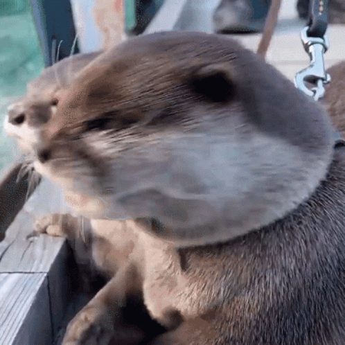 1742004091.gif