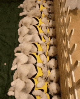 1565004089.gif