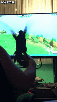 과몰입.gif