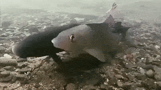 20190326165114_445e041274339398fb09876828582e44_4jtu.gif