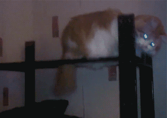 냥선생.gif