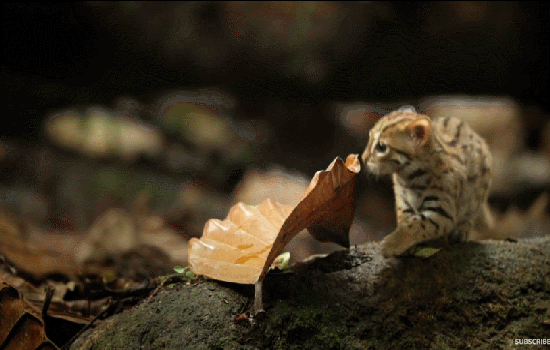 3.gif