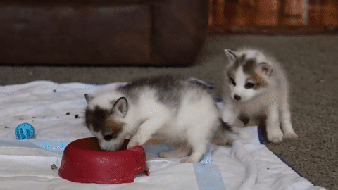 1551387108.gif