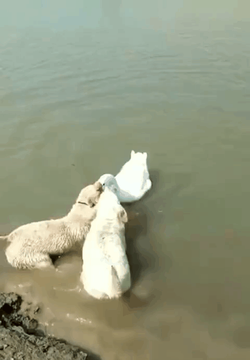 i15507698328.gif
