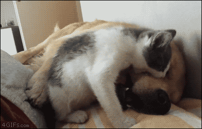 i14539966642.gif