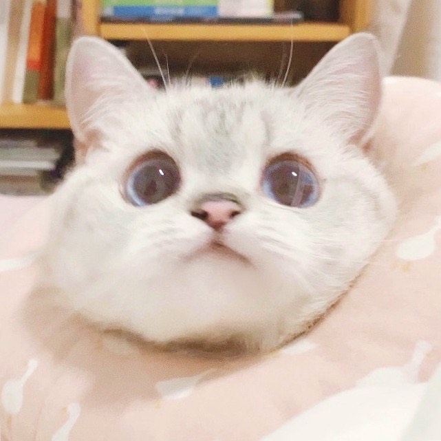 5077E4E1-5F02-46AC-AB0C-86B1EACEC1CE.jpeg : 네붕이는 오보오찌 음성 일본어로 해봐야지 5077E4E1-5F02-46AC-AB0C-86B1EACEC1CE.jpeg : 네붕이는 오보오찌 음성 일본어로 해봐야지