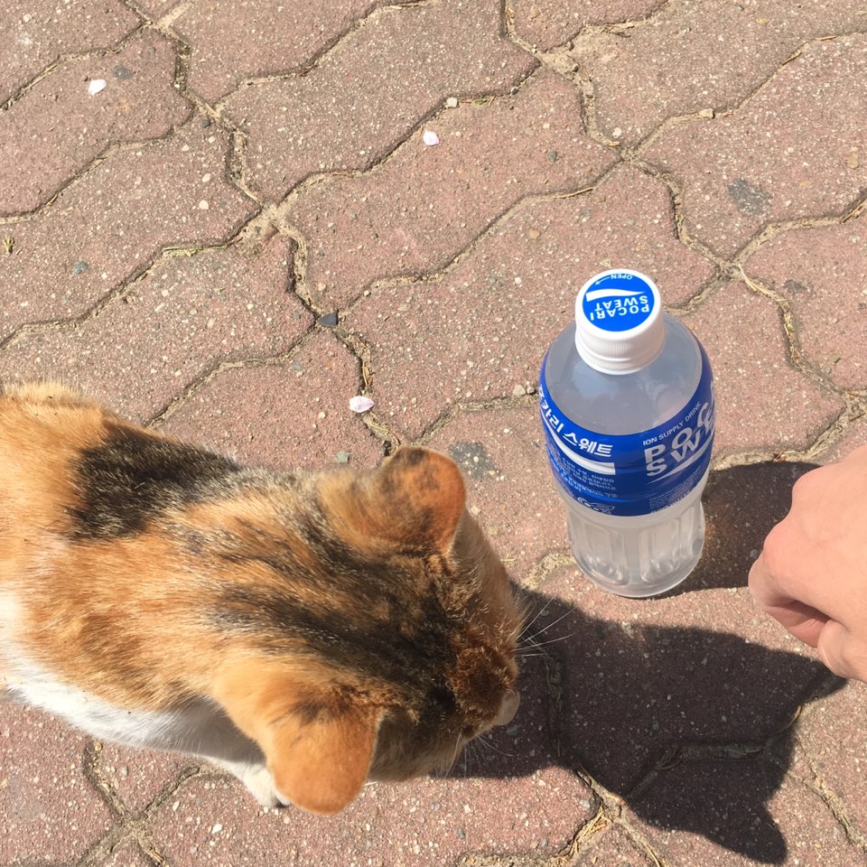 28F440A7-8C68-4151-88C3-EFCEA36BF92C.jpeg : 나랑 친한 길냥이 있는데 오늘 만났떠! 28F440A7-8C68-4151-88C3-EFCEA36BF92C.jpeg : 나랑 친한 길냥이 있는데 오늘 만났떠!