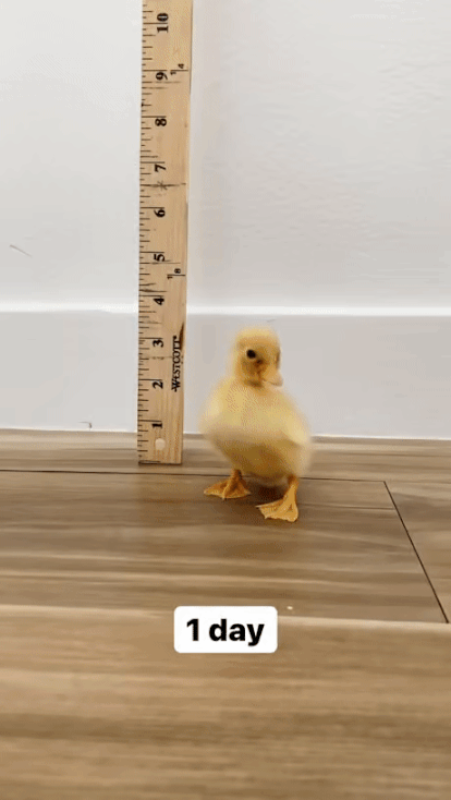 1663930183154.gif : 네흥오리 1663930183154.gif : 네흥오리