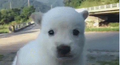 896839FB-C5BD-452E-9466-9CE6C0F7A036.gif : 외출한 네흥이