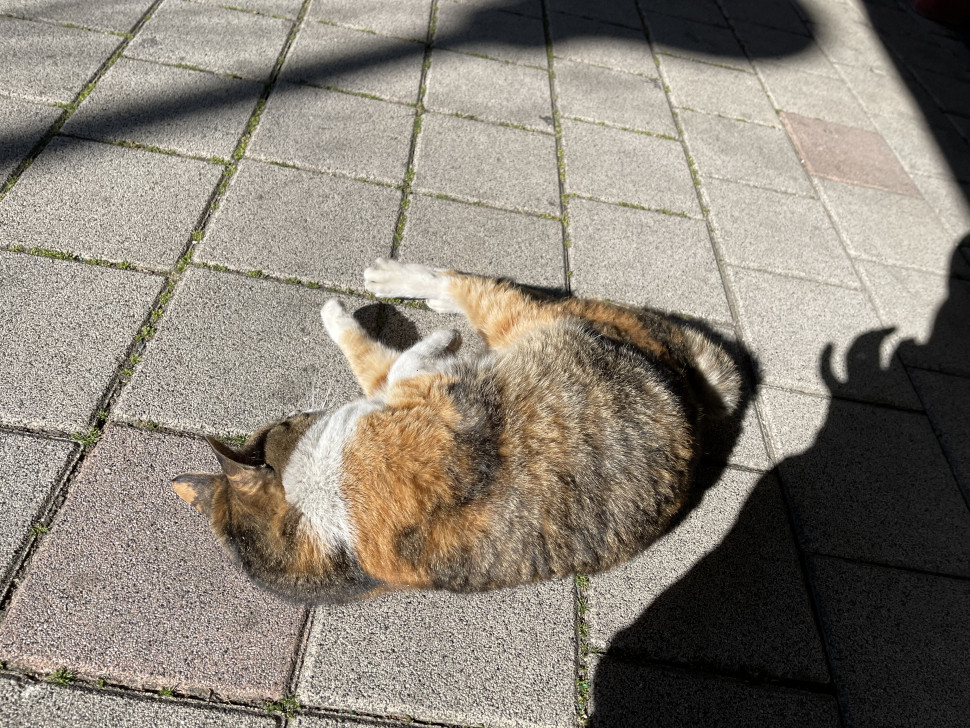 DE6AB552-EA97-494C-89DF-F0110B22D419.jpeg : 진짜 자러감
