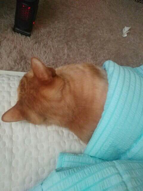 8118D0B6-AA26-4CFF-BD02-CBA6EE4FEEFC.jpeg : 고양이 8118D0B6-AA26-4CFF-BD02-CBA6EE4FEEFC.jpeg : 고양이
